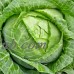 Cabbage Seeds - Danish Ball Head - 5 Lb Bulk - Non-GMO, Heirloom, Vegetable Gardening, Microgreens   565432857